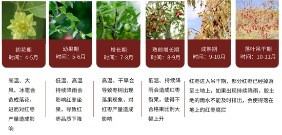 红枣：销区现货到货量持续 价格回调  第5张